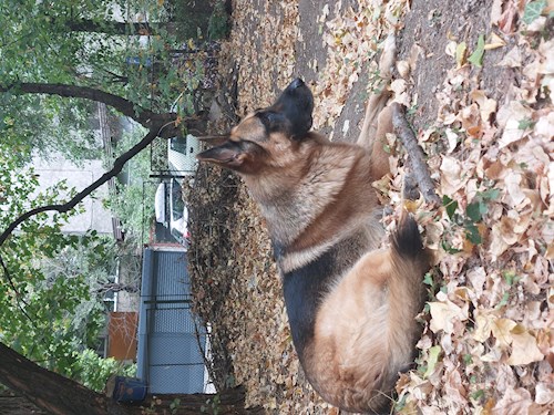 Remus- petsitter București or Pet nanny for dogs cats