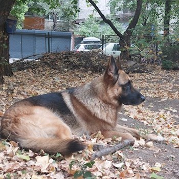 thumbnail petsitter București or pet nanny for dogs cats