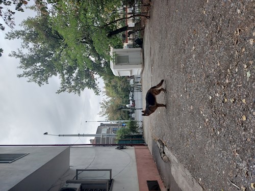 Remus- petsitter București or Pet nanny for dogs cats