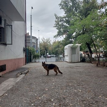 thumbnail petsitter București or pet nanny for dogs cats