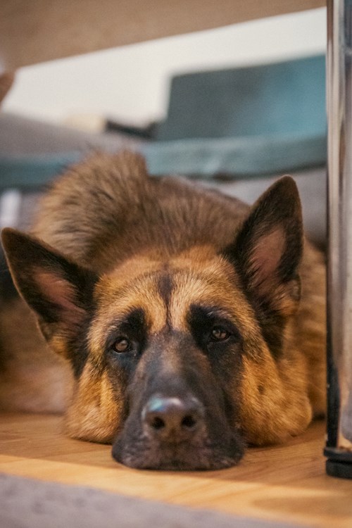 Remus- petsitter București or Pet nanny for dogs cats