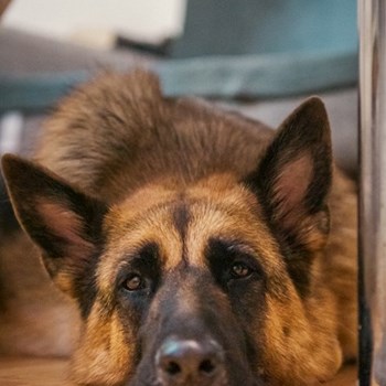 thumbnail petsitter București or pet nanny for dogs cats