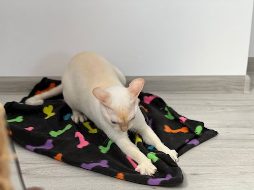 Sintion- petsitter București or Pet nanny for dogs cats