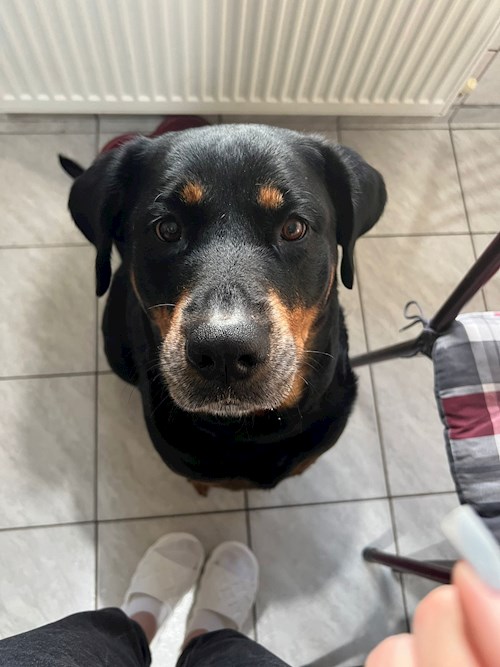 Sintion- petsitter București or Pet nanny for dogs cats