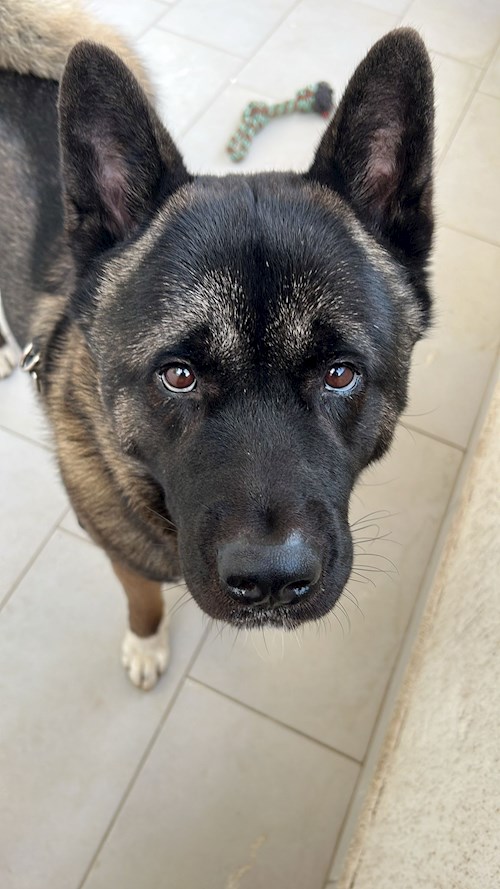 Sintion- petsitter București or Pet nanny for dogs cats