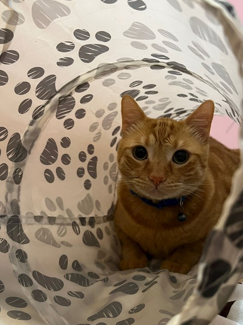 Sintion- petsitter București or Pet nanny for dogs cats