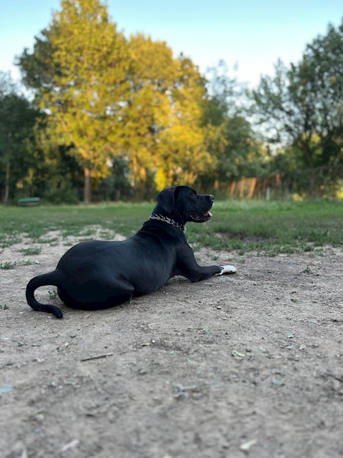 Sintion- petsitter București or Pet nanny for dogs cats