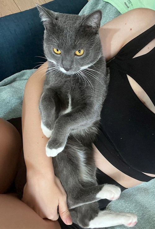 Sintion- petsitter București or Pet nanny for dogs cats