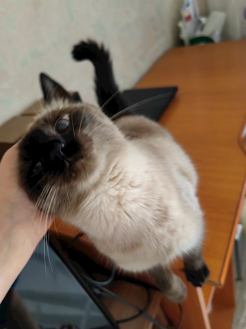 Igă- petsitter București sau Bonă pentru animale pentru câini pisici