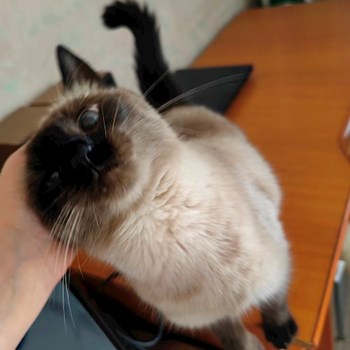 thumbnail petsitter București sau bonă pentru animale pentru câini pisici