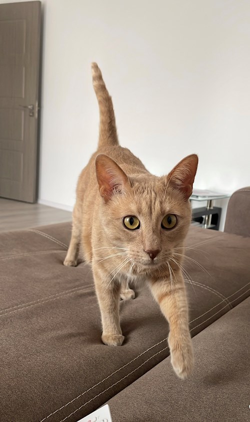 Stefania- petsitter București or Pet nanny for dogs cats