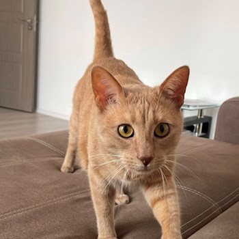 thumbnail petsitter București sau bonă pentru animale pentru câini pisici