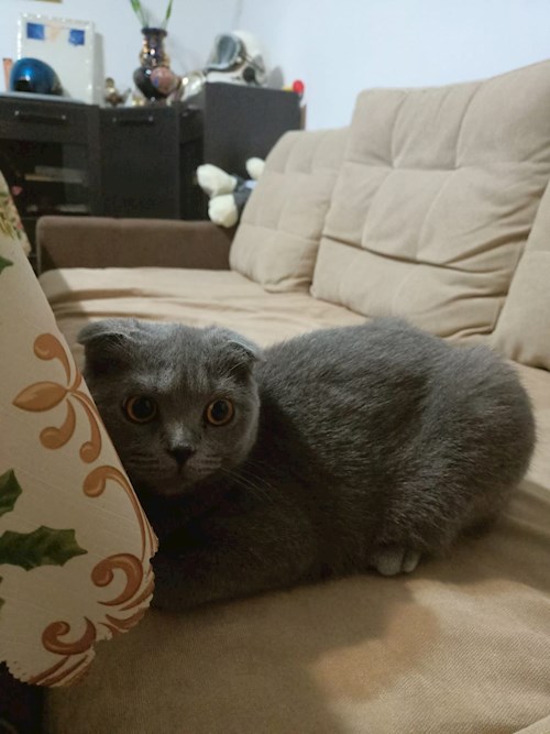 Larisa- petsitter București sau Bonă pentru animale pentru câini pisici