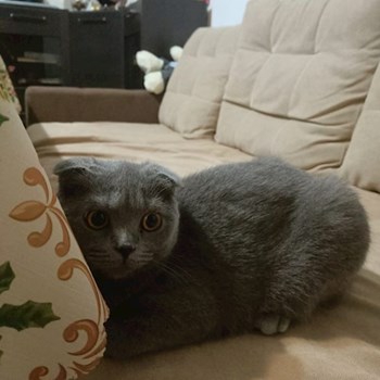 thumbnail petsitter București sau bonă pentru animale pentru câini pisici