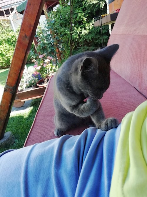 Larisa- petsitter București sau Bonă pentru animale pentru câini pisici