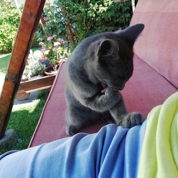 thumbnail petsitter București sau bonă pentru animale pentru câini pisici