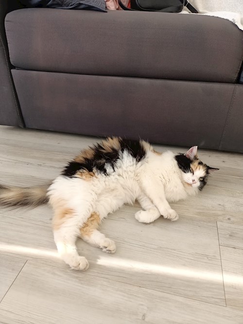 Larisa- petsitter București sau Bonă pentru animale pentru câini pisici