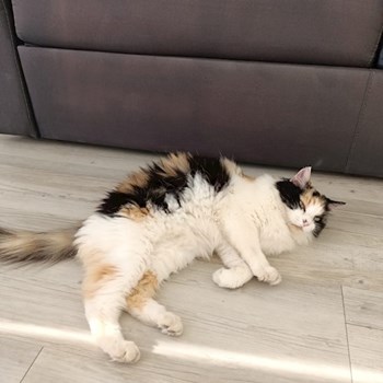 thumbnail petsitter București sau bonă pentru animale pentru câini pisici