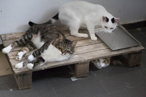 pop- petsitter Cluj-Napoca sau Bonă pentru animale pentru