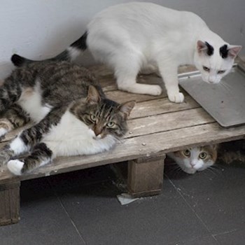 thumbnail petsitter Cluj-Napoca sau bonă pentru animale pentru