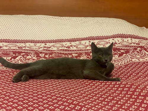 Mihaela- petsitter București or Pet nanny for dogs cats