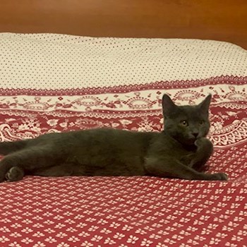 thumbnail petsitter București or pet nanny for dogs cats