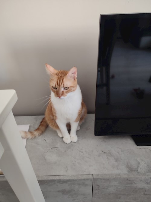 Dragomir- petsitter București sau Bonă pentru animale pentru câini pisici