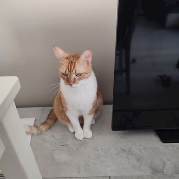 thumbnail petsitter București sau bonă pentru animale pentru câini pisici