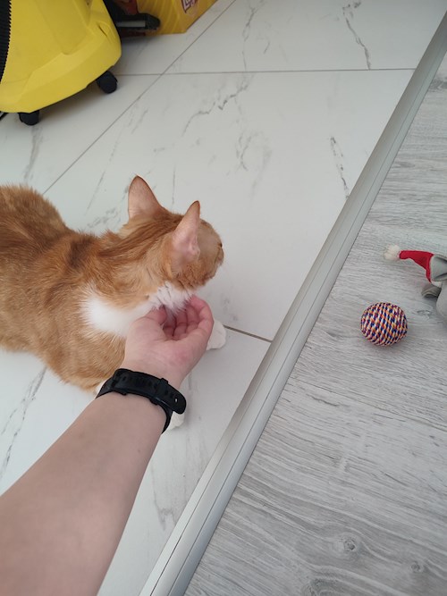 Dragomir- petsitter București sau Bonă pentru animale pentru câini pisici