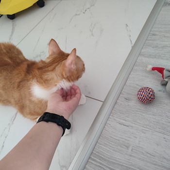 thumbnail petsitter București sau bonă pentru animale pentru câini pisici