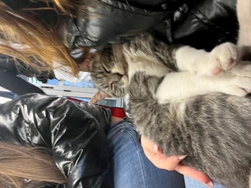 Andreea- petsitter București or Pet nanny for dogs cats