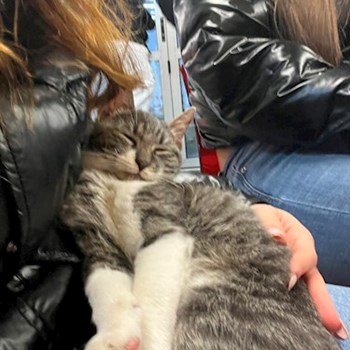 thumbnail petsitter București or pet nanny for dogs cats