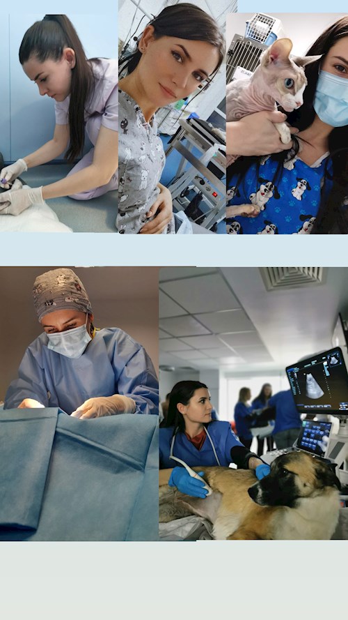 Bursuc- petsitter București sau Bonă pentru animale pentru câini pisici