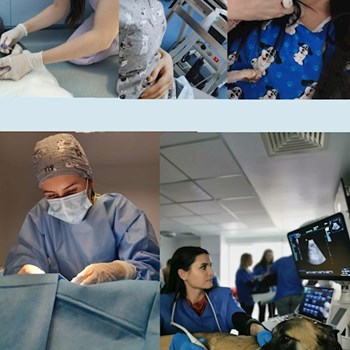 thumbnail petsitter București sau bonă pentru animale pentru câini pisici