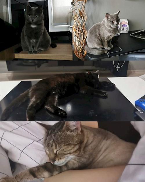 Bursuc- petsitter București sau Bonă pentru animale pentru câini pisici