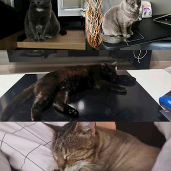 thumbnail petsitter București sau bonă pentru animale pentru câini pisici