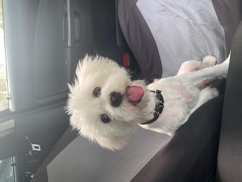 Adela- petsitter Cluj-Napoca sau Bonă pentru animale pentru câini pisici