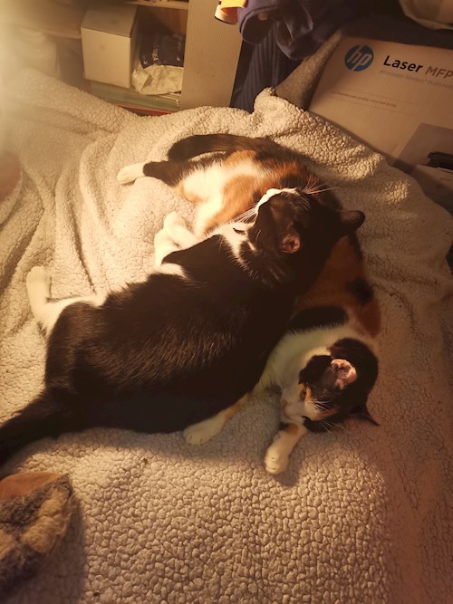 Claudia- petsitter București or Pet nanny for dogs cats