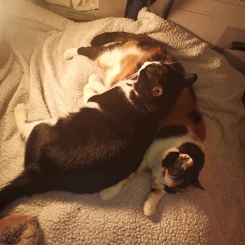 thumbnail petsitter București or pet nanny for dogs cats