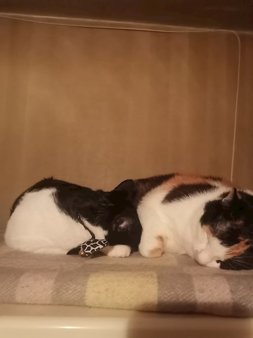 Claudia- petsitter București or Pet nanny for dogs cats