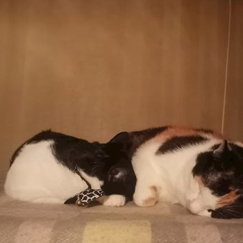 thumbnail petsitter București or pet nanny for dogs cats