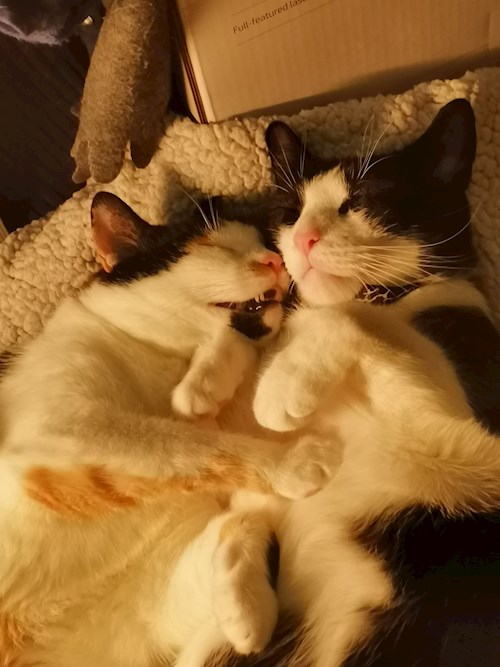 Claudia- petsitter București or Pet nanny for dogs cats