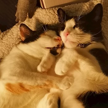 thumbnail petsitter București or pet nanny for dogs cats