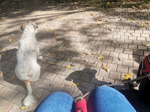 Claudia- petsitter București or Pet nanny for dogs cats