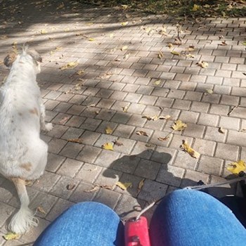 thumbnail petsitter București or pet nanny for dogs cats