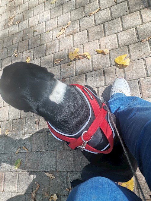 Claudia- petsitter București or Pet nanny for dogs cats