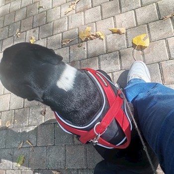 thumbnail petsitter București or pet nanny for dogs cats