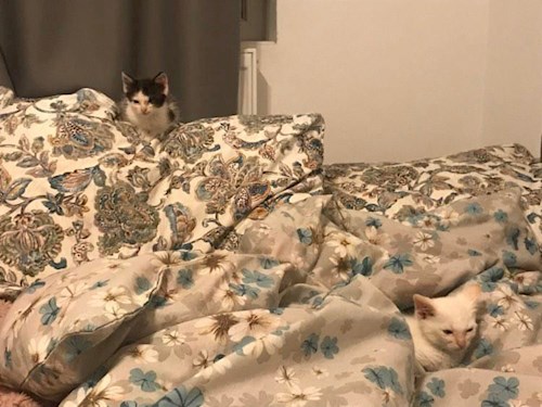 Anisia- petsitter Roșu sau Bonă pentru animale pentru câini pisici