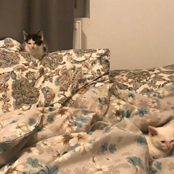 thumbnail petsitter Roșu sau bonă pentru animale pentru câini pisici