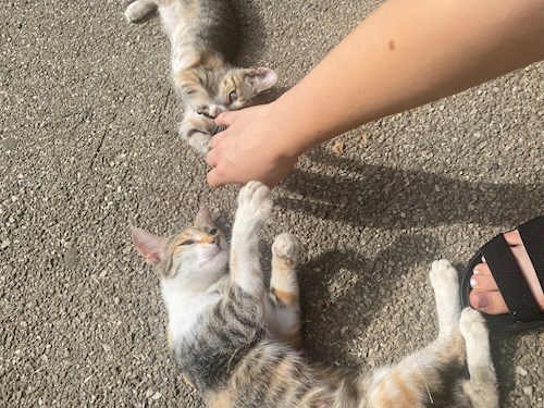 Anisia- petsitter Roșu sau Bonă pentru animale pentru câini pisici